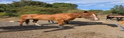 English Thoroughbred horses for sale: Stunning Chestnut mare 17hh - Advert 1