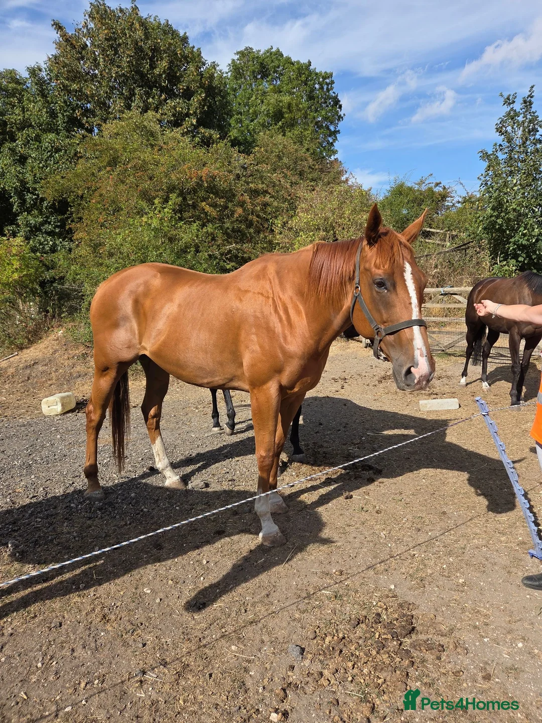 English Thoroughbred horses for sale: Stunning Chestnut mare 17hh - Advert 1