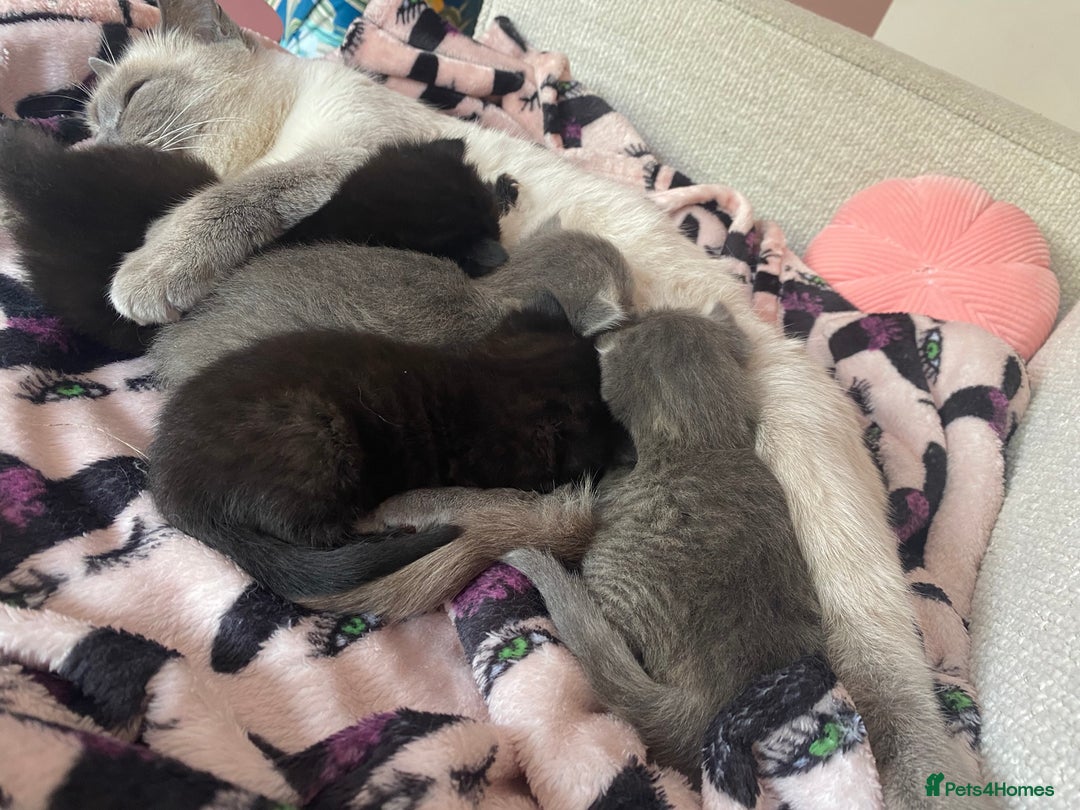 Siberian cats for sale: Siberian x British Shorthair Girls  - Image 19