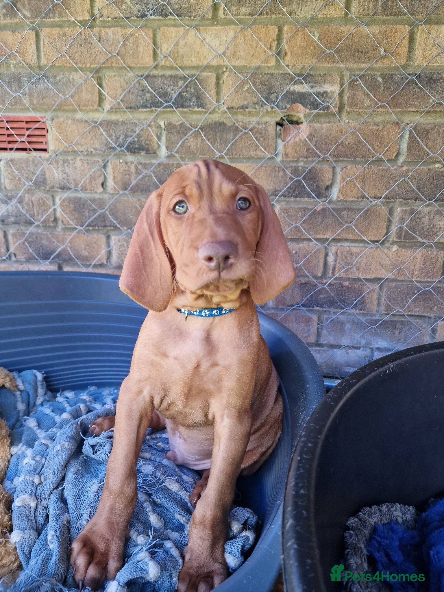 Hungarian Vizsla dogs Hungarian Vizsla Puppies KC Registered - Advert 2