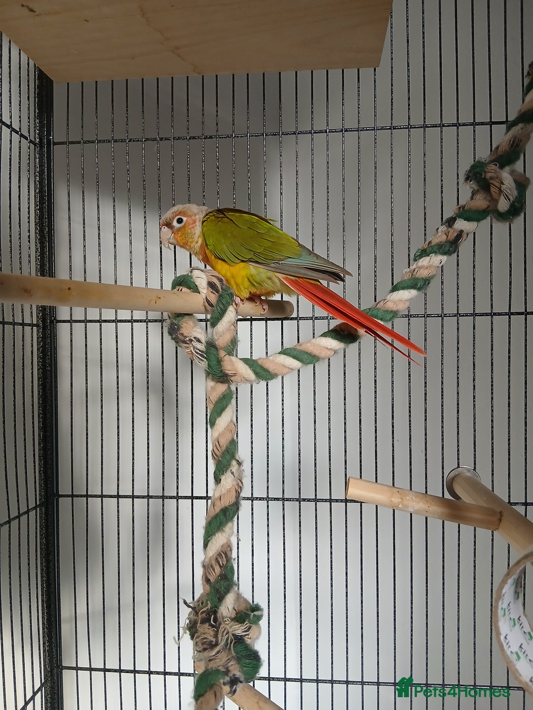 Conures birds for sale: Pineapple conure  - Advert 2