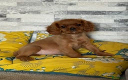 Cavalier King Charles Spaniel dogs for sale:  Gorgeous litter of ruby and black and tan  - Image 2