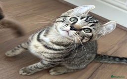 Keetso cats for sale: Reduced Ready now Last 1, Rare Jungle Curl Kittens in Portsmouth - Image 36