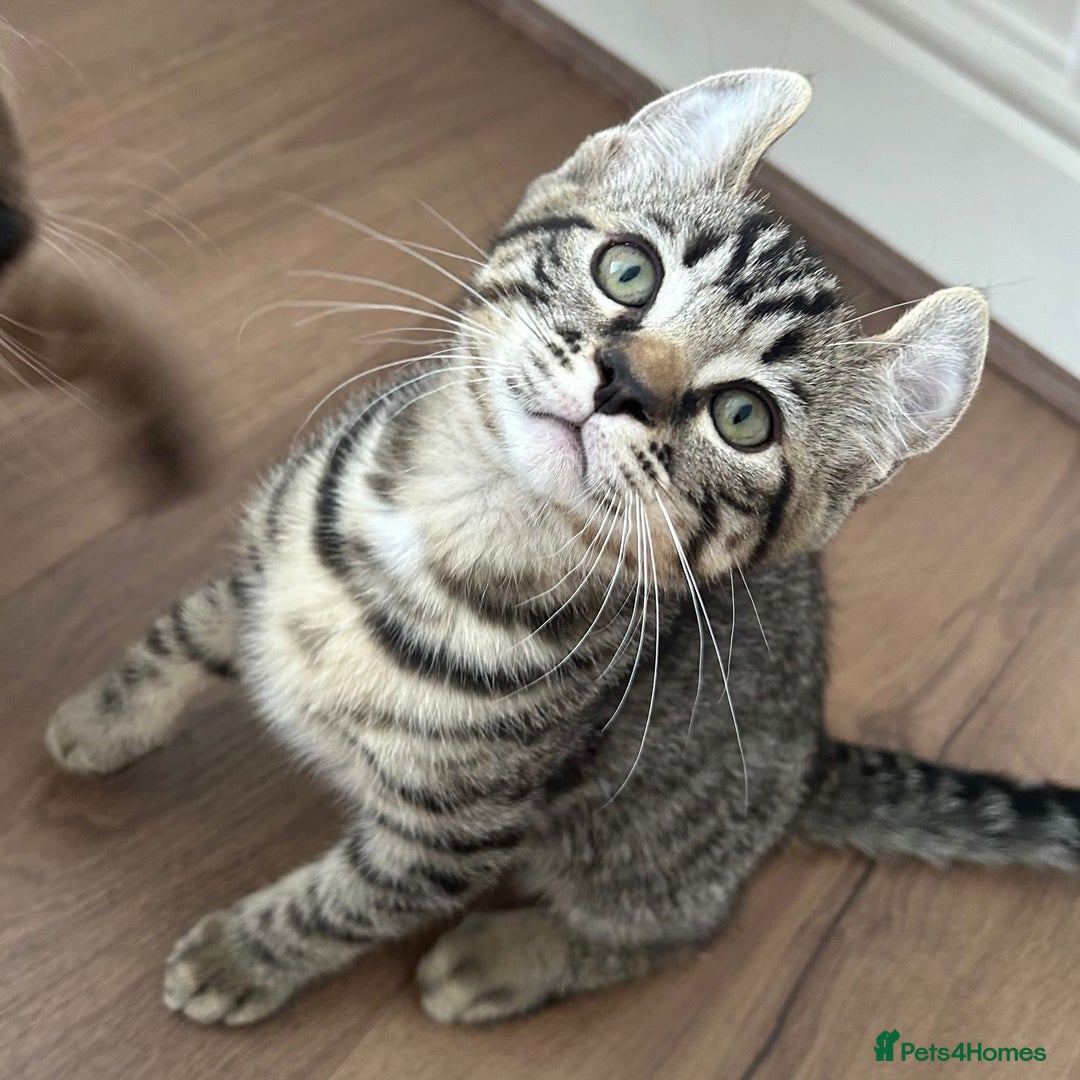 Keetso cats for sale: Reduced Ready now Last 1, Rare Jungle Curl Kittens in Portsmouth - Image 36