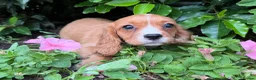 Mixed Breed dogs for sale: £750 *last few *boys - Advert 1
