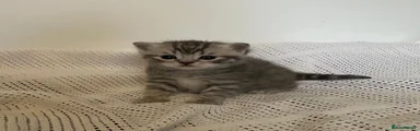 British Shorthair 2