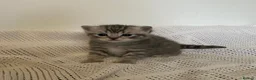 British Shorthair cats for sale: Pure BSH kittens for sale - Advert 8