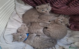 British Shorthair cats for sale: ✨British Shorthair Kittens looking for new family✨ - Advert 2
