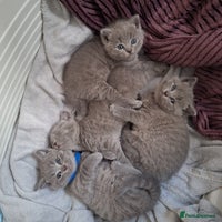 British Shorthair cats ✨British Shorthair Kittens looking for new family✨ - Advert 5