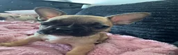 Mixed Breed dogs for sale: 8 Weeks Old French bulldog puppies - Advert 4