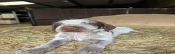 Italian Spinone dogs for sale: Italian Spinone Puppies - Advert 9