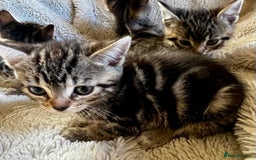 Bengal cats for sale: Glittery Bengal X Kittens With Famous References!  - Image 12