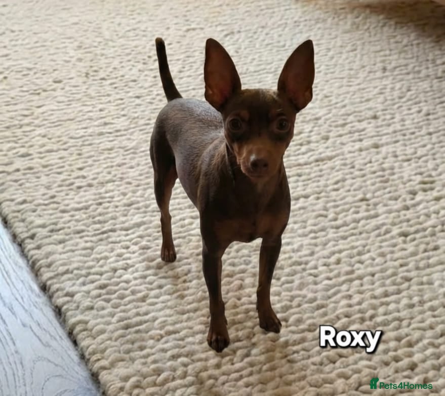 Miniature Pinscher dogs Miniature Pinscher Puppies–Healthy&Well Socialised - Advert 1