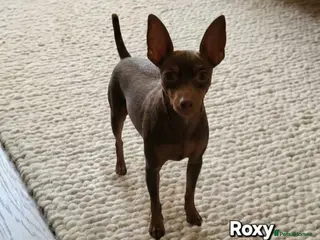 Miniature Pinscher dogs Miniature Pinscher Puppies–Healthy&Well Socialised - Advert 1