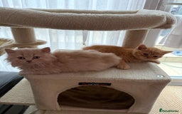 British Shorthair cats for sale: TICA REG BRITISH SHORTHAIR & LONGHAIR KITTENS - Image 7