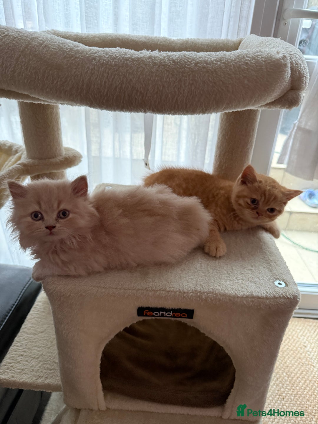 British Shorthair cats for sale: TICA REG BRITISH SHORTHAIR & LONGHAIR KITTENS - Image 7