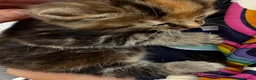 Mixed Breed cats for sale: 2 beautiful kittens very fluffy tabby’s  - Advert 4