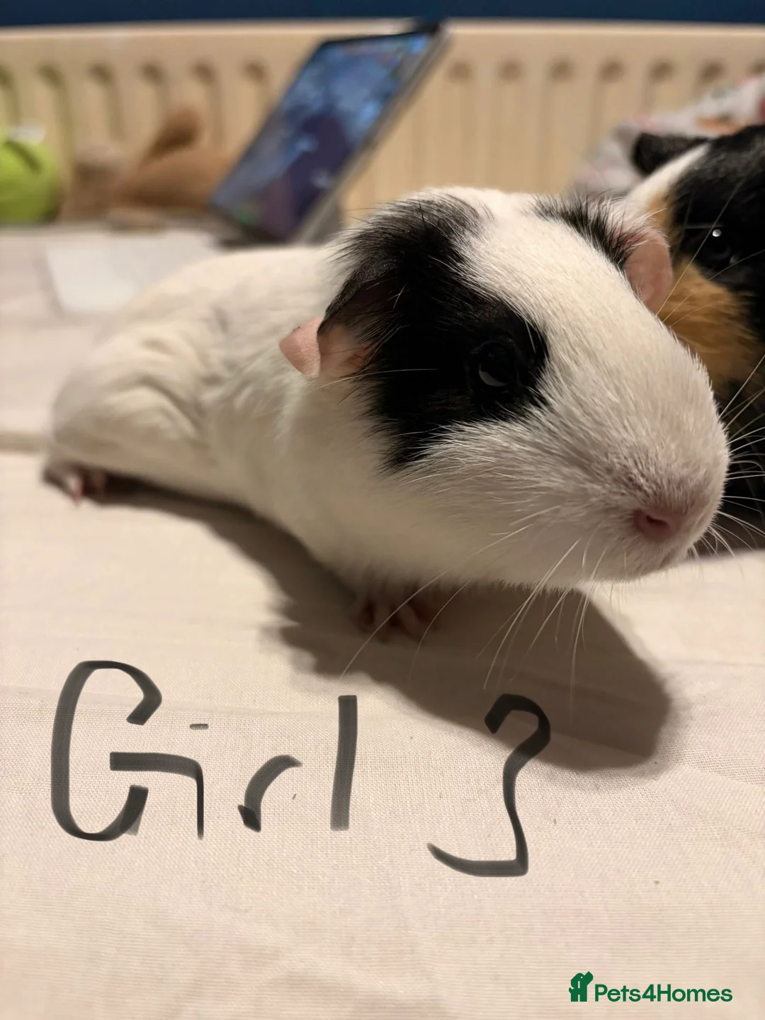 Guinea Pig rodents for sale: Guinea Pigs for sale - Advert 3