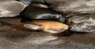 Mixed Breed dogs - Advert 1