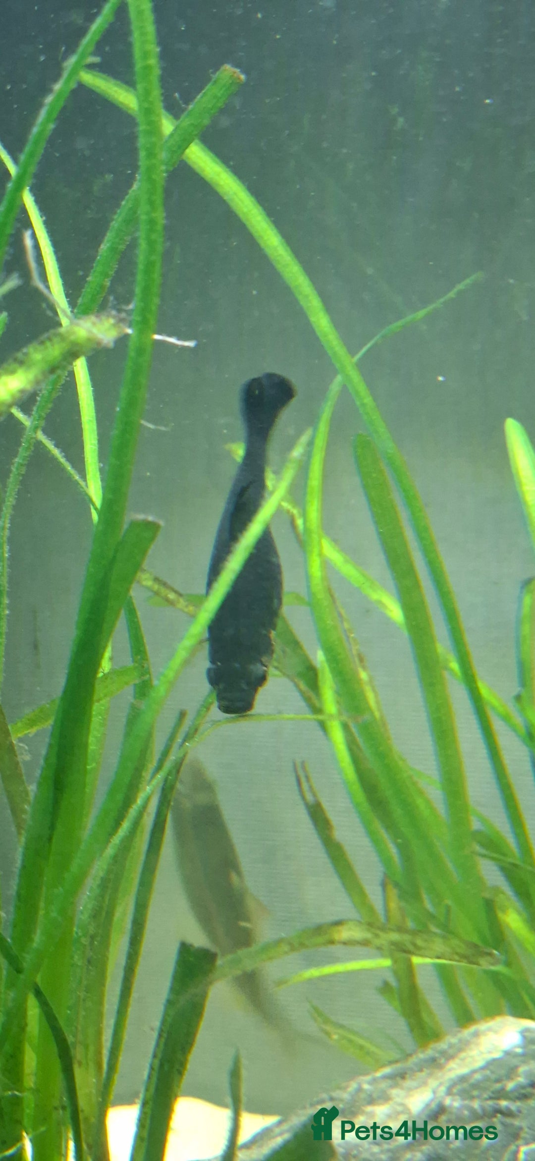 Catfish fish for sale: Catfish  - Advert 14