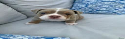 Olde English Bulldogge dogs for sale: Olde English Bulldogge, Tri Colours £1700-£2000 - Advert 9