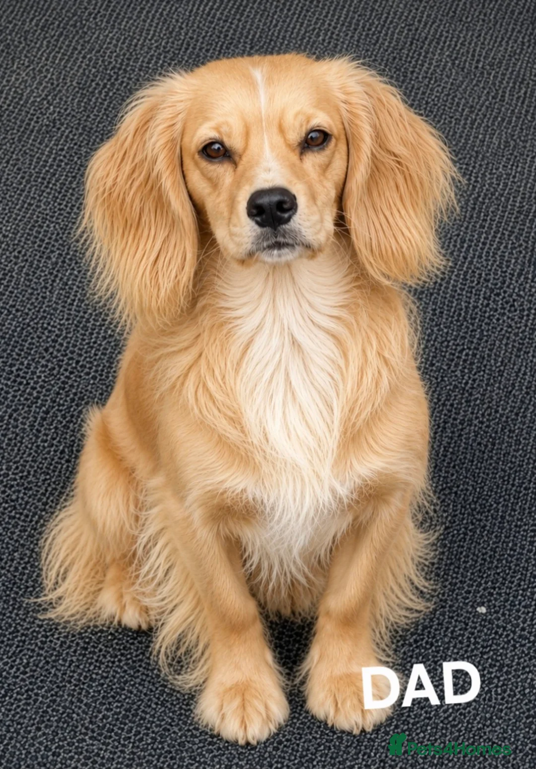 Cocker Spaniel dogs for sale: Gorgeous golden cocker spaniel  - Advert 2
