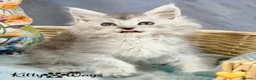 Maine Coon cats for sale: 🐾💠 *TICA REG* SILVER MAINE COON KITTENS 💠🐾 - Advert 8