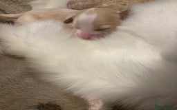 Shihpoo dogs for sale: Read the advert 5 star rated Toy shihpoo puppies - Image 23