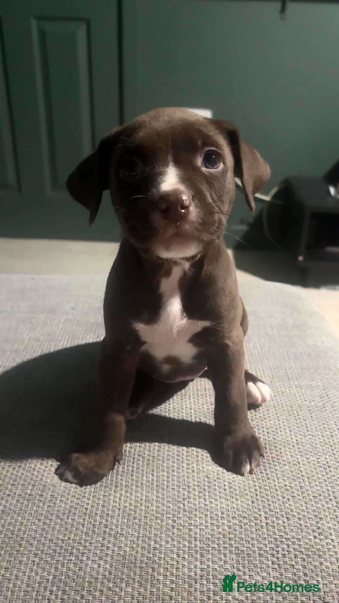 Mixed Breed dogs for sale: ‼️American bully x springer spaniel puppies ‼️  - Advert 25