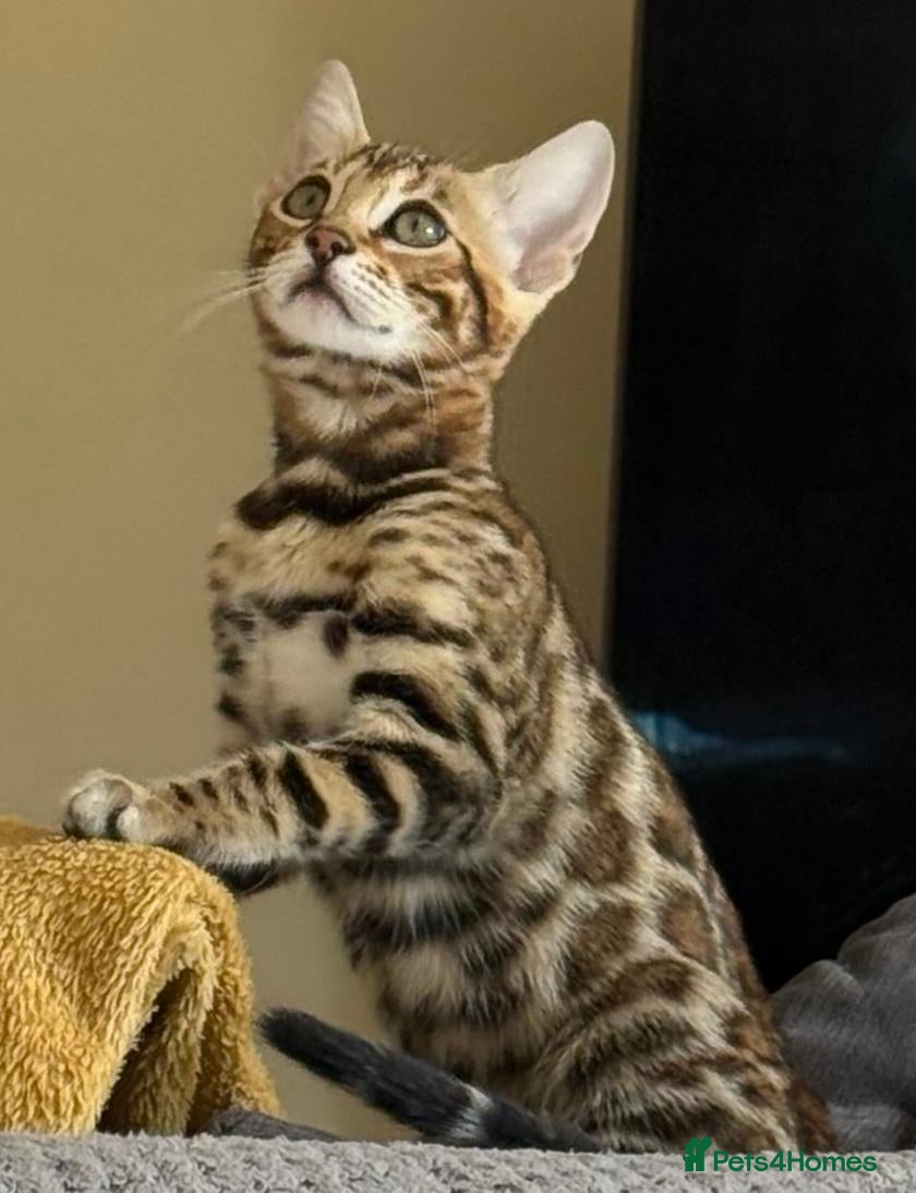 Bengal cats Stunning Bengal Kitten. Girl. TICA Registered. - Advert 2