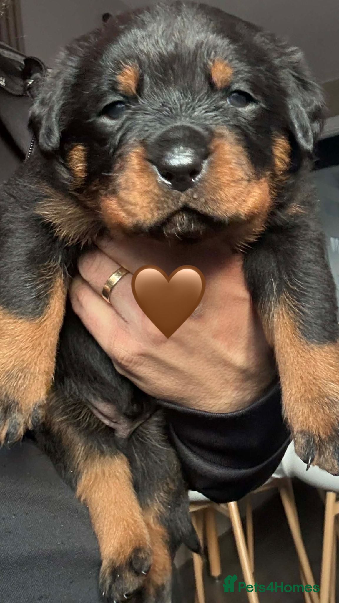 Rottweiler dogs Pure Rottweiler for Sale  - Advert 6