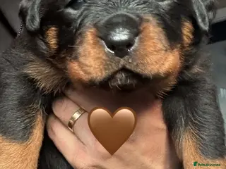 Rottweiler dogs Pure Rottweiler for Sale - Advert 6