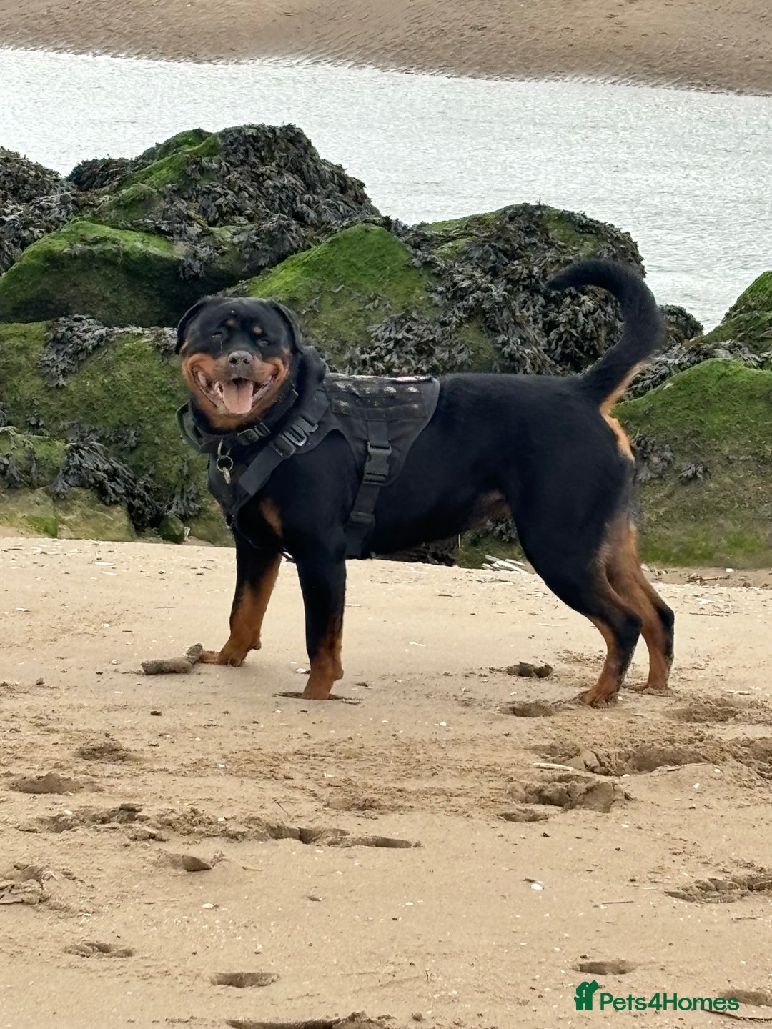 Rottweiler dogs for sale: Female Rottweiler  - Advert 1