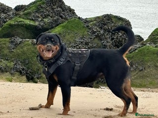 Rottweiler dogs Female Rottweiler - Advert 1