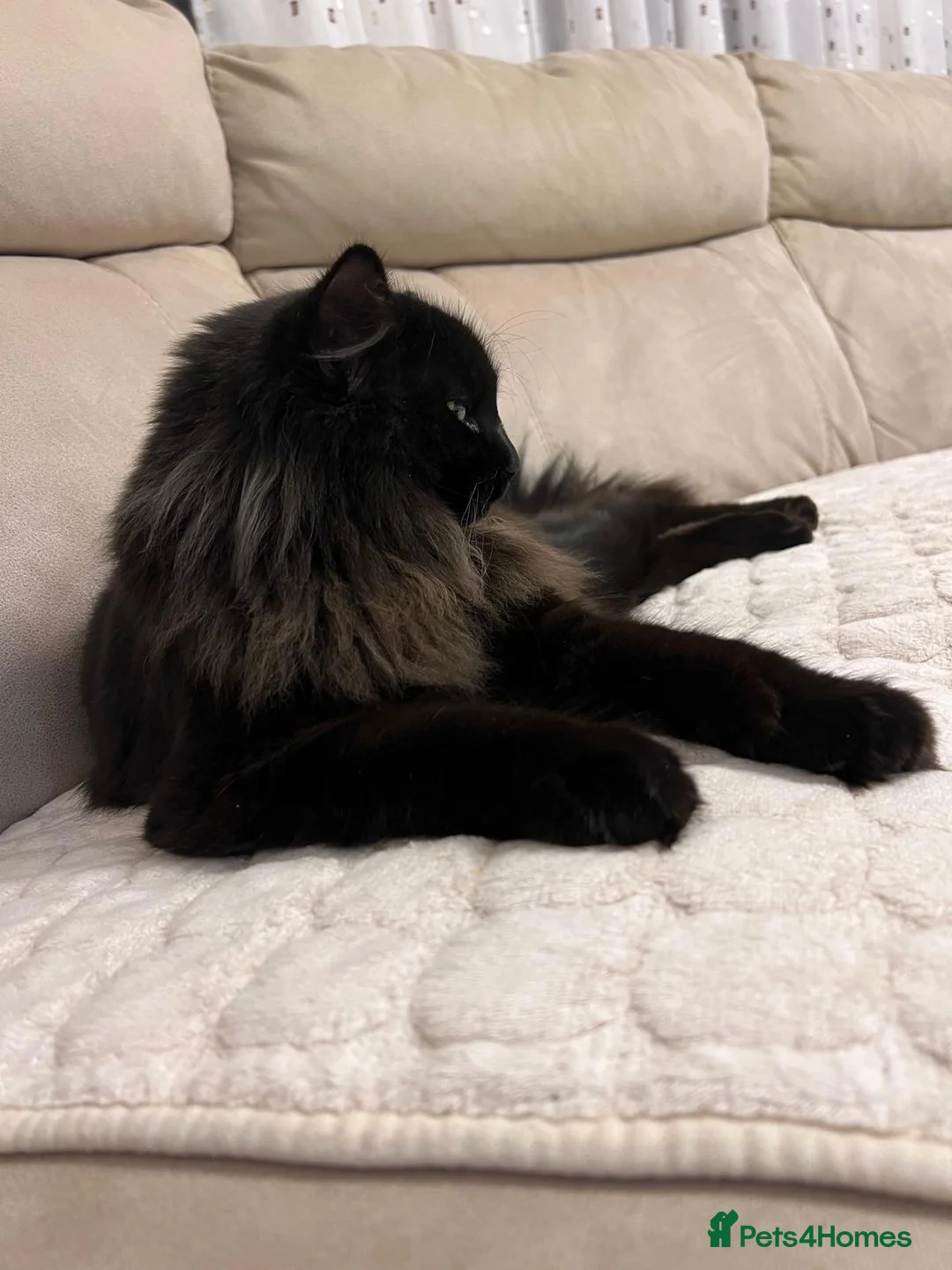 Ragdoll cats for sale: Chico - Advert 2