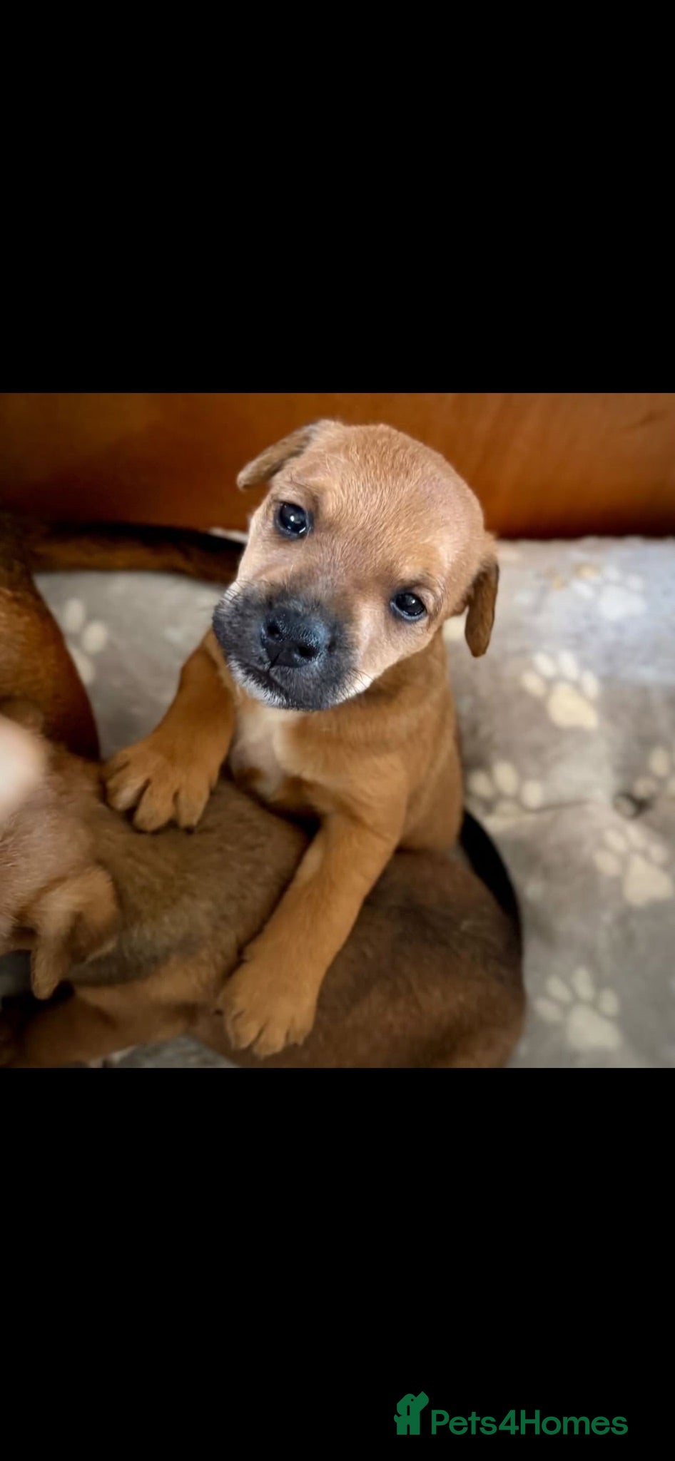 Mixed Breed dogs Adorable patterjack/Lakeland puppies - Advert 2