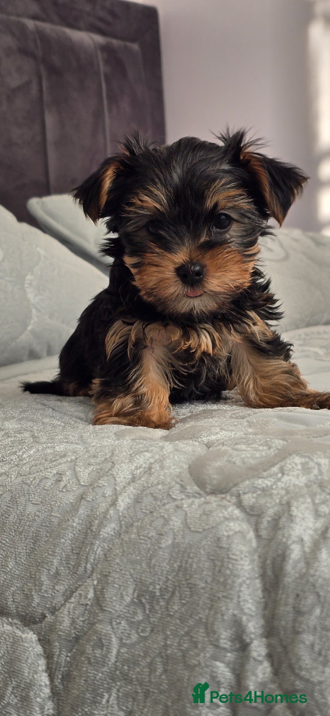 Yorkshire Terrier dogs for sale: Adorable Yorkie Puppies Ready 4 Their Forever Home - Advert 9