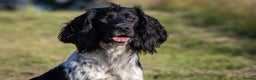 English Springer Spaniel dogs for stud: AT STUD  in Warminster - Advert 4