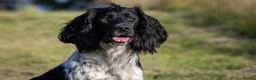 English Springer Spaniel dogs for stud: AT STUD  in Warminster - Advert 4