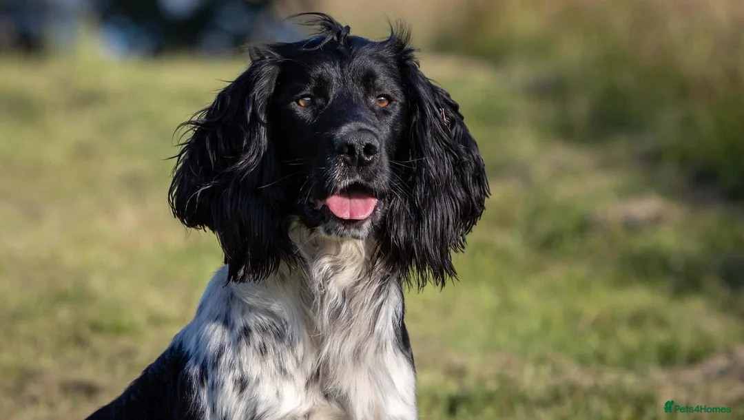English Springer Spaniel dogs for stud: AT STUD  in Warminster - Advert 4