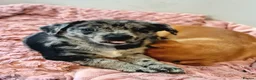 Mixed Breed dogs for sale: Dachshund pomchi puppys  in Blackpool - Advert 4