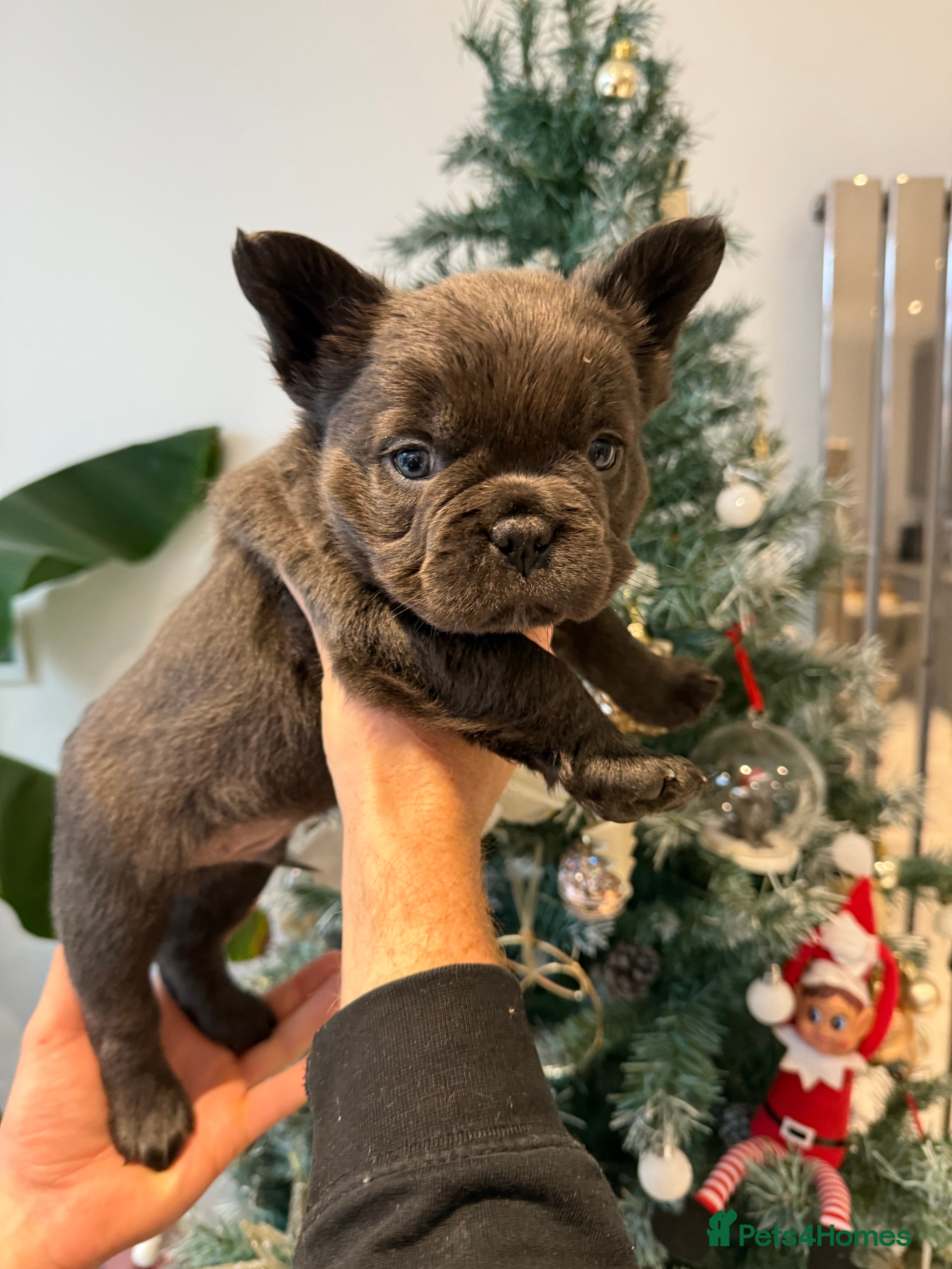 French Bulldog dogs 9weeks old Fluffy french bulldog puppies - Advert 4