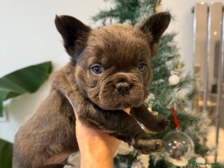 French Bulldog dogs 9weeks old Fluffy french bulldog puppies - Advert 2