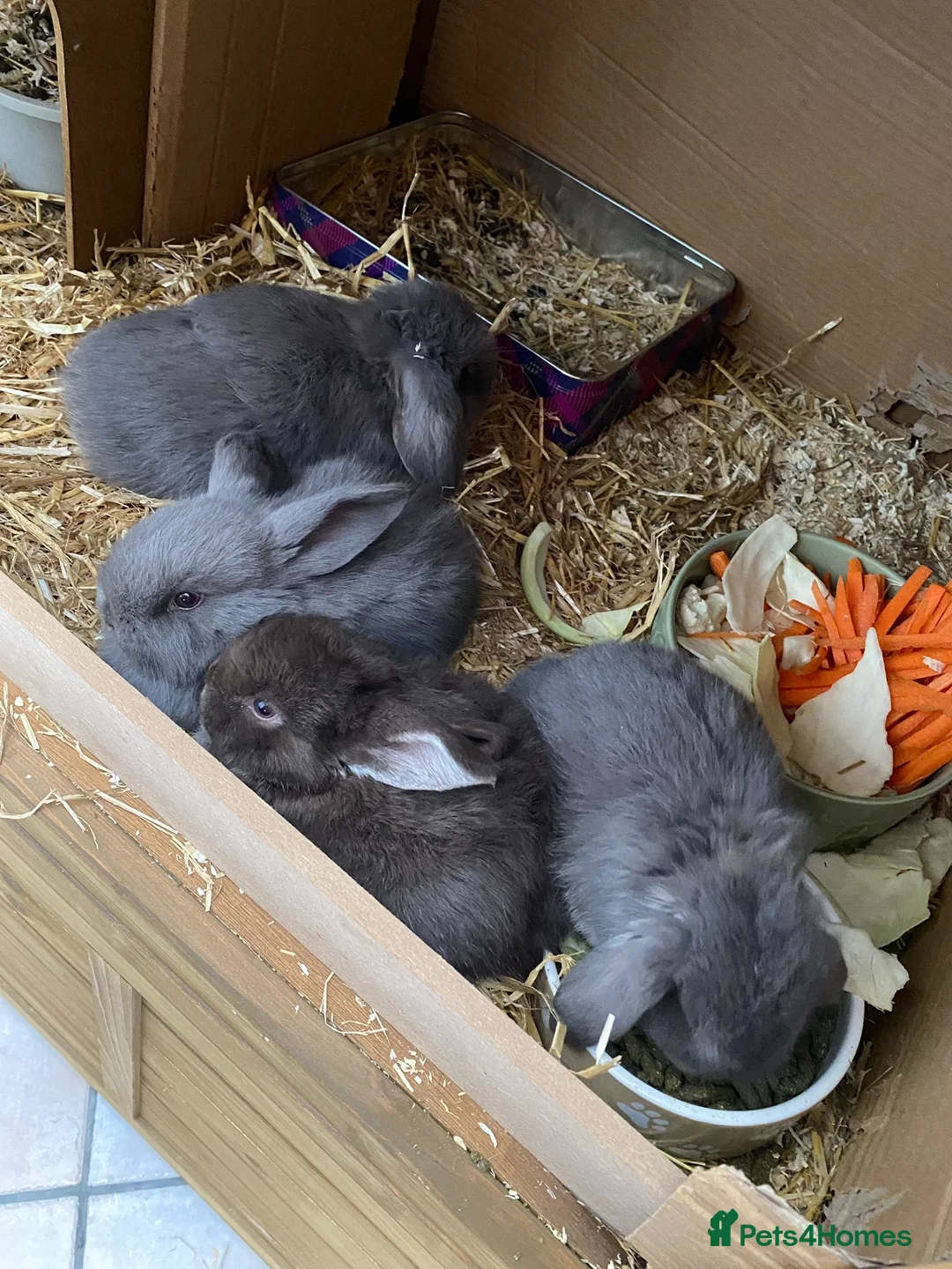 Mini Lop rabbits for sale: ❤️Mini Lop bunny 🐰 for sale   - Advert 10