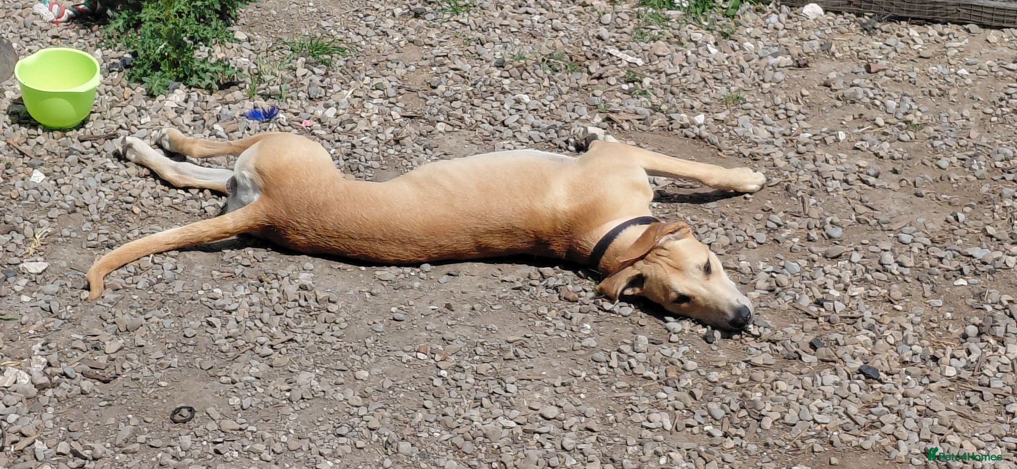 Mixed Breed dogs Lurcher - Advert 12