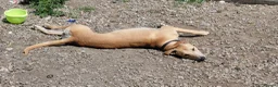 Mixed Breed dogs for sale: Lurcher - Advert 1