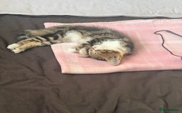 Domestic Shorthair cats for sale: Kitten for sale - Image 3