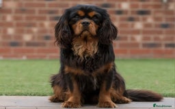 Cavalier King Charles Spaniel dogs for sale: ALL RESERVED in Shrewsbury - Image 17