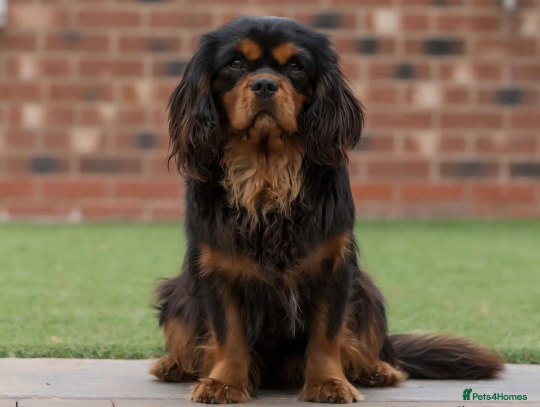 Cavalier King Charles Spaniel dogs for sale: ALL RESERVED in Shrewsbury - Image 17