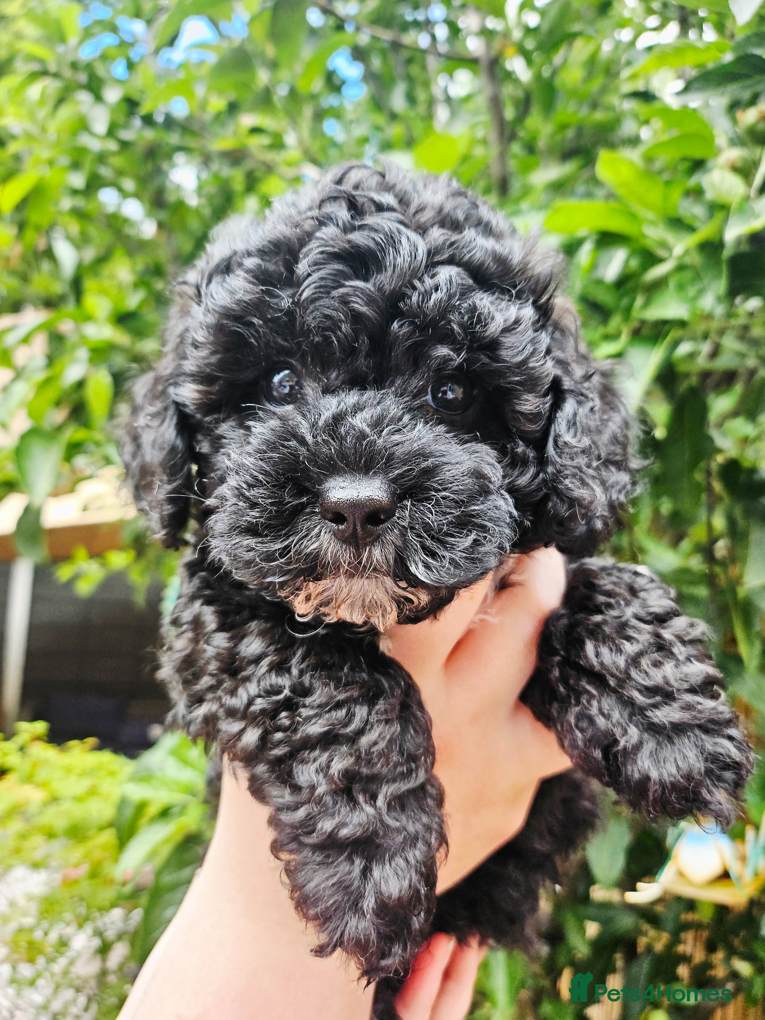 Shihpoo dogs for sale: 🌟 Little Stars🌟  - Advert 2